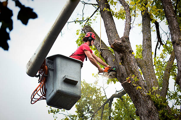 Best Tree Health Inspection  in Valencia, NM